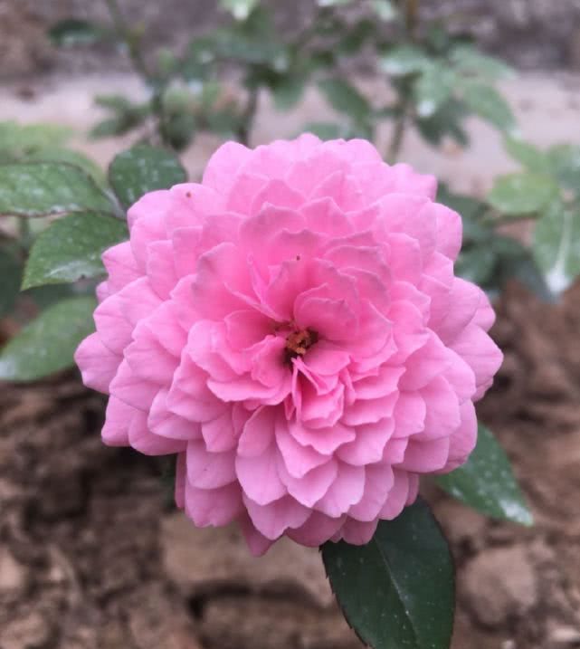  芳香■此花曾获园艺大奖，花色漂亮不说还有浓郁芳香，养护容易值得入手