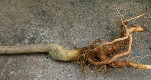  「我国」记住它外貌，目前我国二级保护植物，家乡若有，请别砍