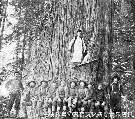 「伐木」直击百年前美国人伐木千年古树被粗暴砍倒,巨树面前人类太渺小