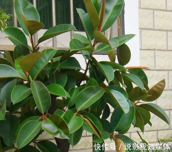 『难看』橡皮树窜到三米八,东倒西歪太难看,咔咔砍一刀,枝繁叶茂变老桩