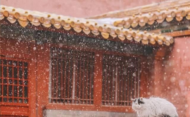 一年 30 多趟故宫，只为拍摄超赞「故宫猫咪图籍」！