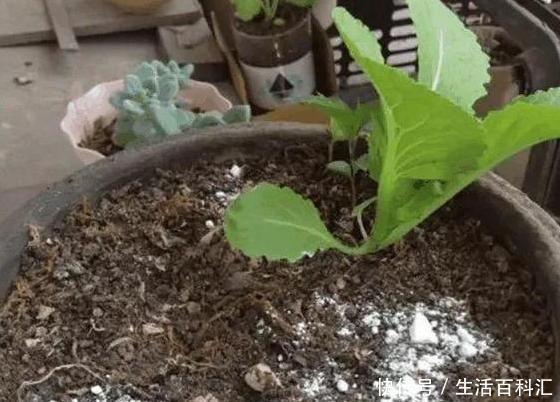  『蚂蚁』如何去除花盆里的蚂蚁虫害？5个方法，从根源上将它灭光光