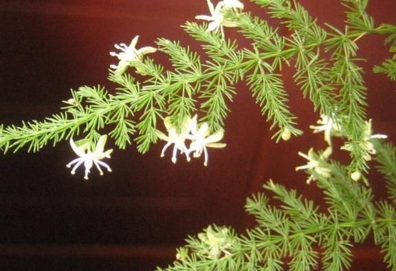  『小白花』文竹变成“黄脸婆”？狠心“一刀剪”，新芽钻出土，还能开小白花