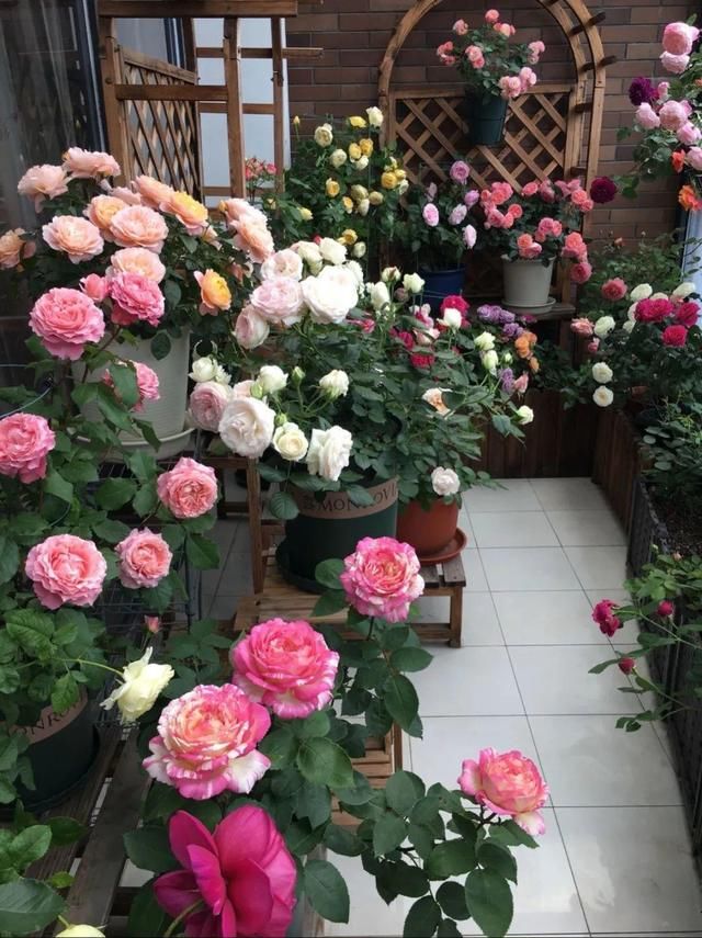  「球老师爱吃薄荷冰淇」封闭阳台养花，防盗窗有大用，1平米也能变花园！