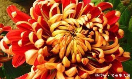 「养花」新手养花,不如养盆花中精品“万山红遍”,花姿卓越,美艳动人
