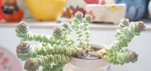 『古代的钱币』一种酷似一串串钱币的植物,这样养殖,株型奇特,玲珑可爱