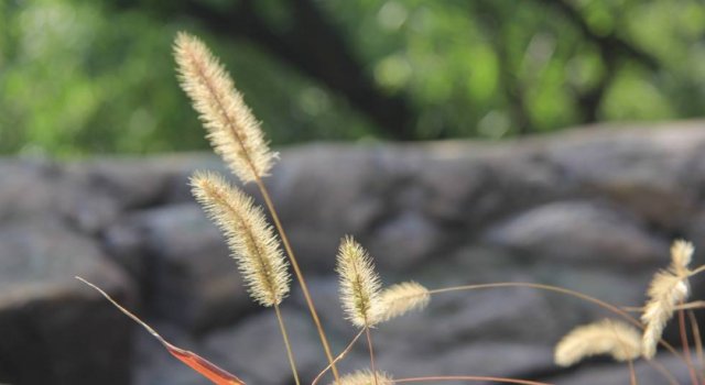  【药草】农村常见的“狗尾草”，危害农田，农民见到就拔，竟还