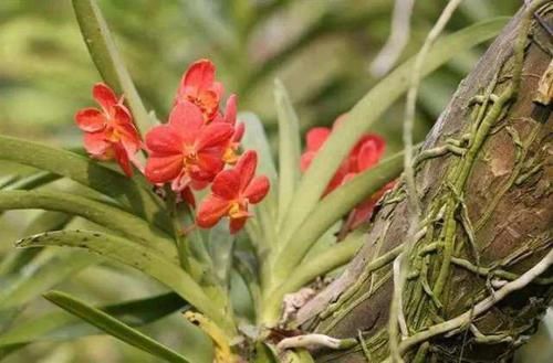  『附生植物』某些植物的有趣现象，它们会“附身”在其他植物上！