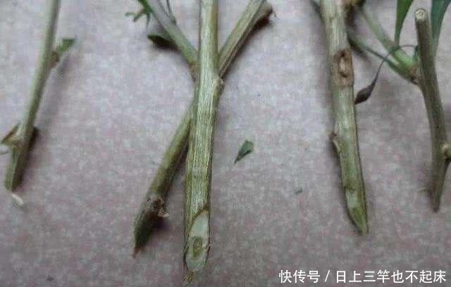  #特别#3种盆景，找1个枝插土里就能养一棵，能赏花又能结果，特别美