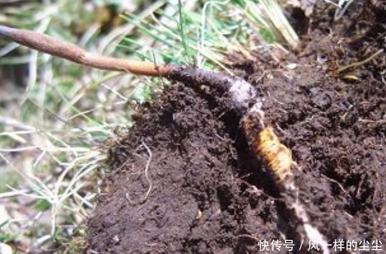  [殊不知]它长在高山上，一斤标价8万元，殊不知价值并不高，你认