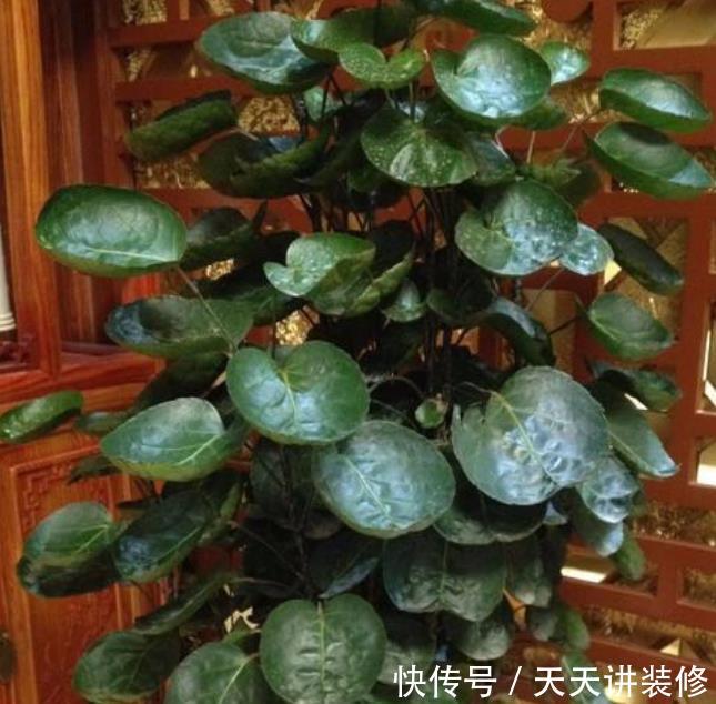  [甲醛]家养4种植物，有着很好的净化空气效果，带走甲醛和二手烟！