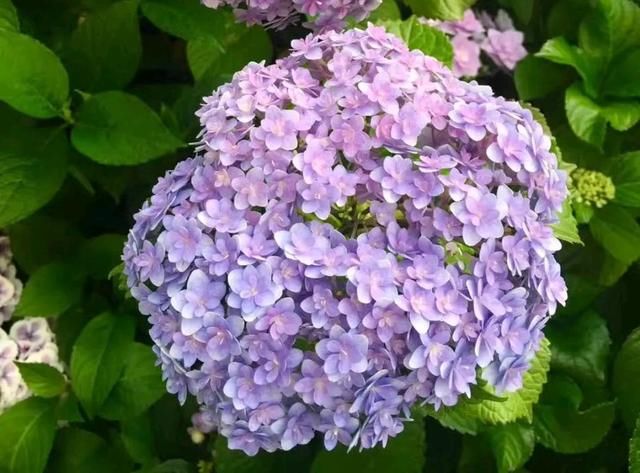  「技巧」绣球花养死好几盆了，买回来的绣球花怎么缓苗？4个缓苗服盆技巧