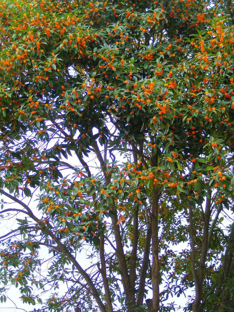  #海棠花#江苏发现一户人家庭院，真叫一个妙！瞧这配置，舒适雅致又宜人