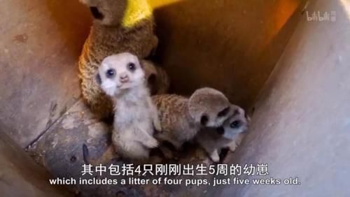 「小豹猫」啊啊啊不行了我被这部「猛男必看」萌化了