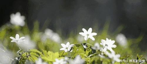 『清明节』心理学家这个清明,追忆故人也疗愈自己