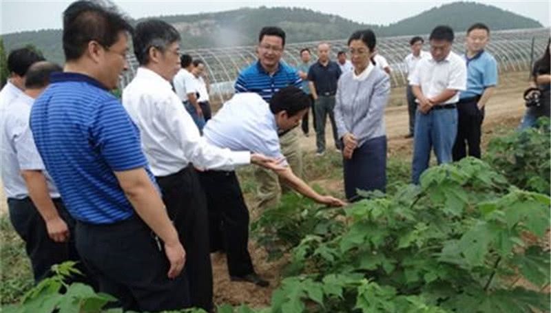  [构树]曾是农村一大害树，如今成高产猪食，有农民大量种植