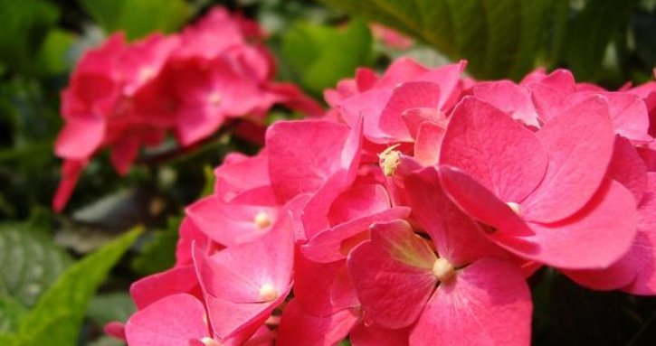  「导致绣球花」绣球长花苞正当时，花苞发黑怎么办？4个原因，教你破解