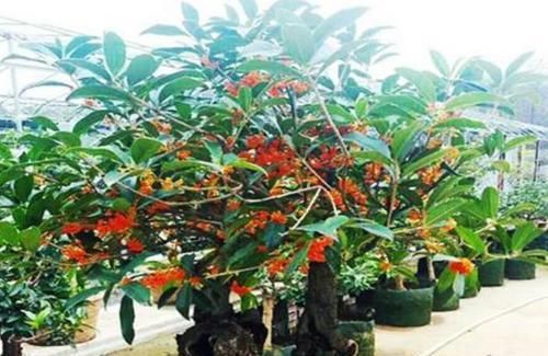  『富贵』居家就养此款花卉，吉祥添富贵，家里财运亨通，旺运一整年