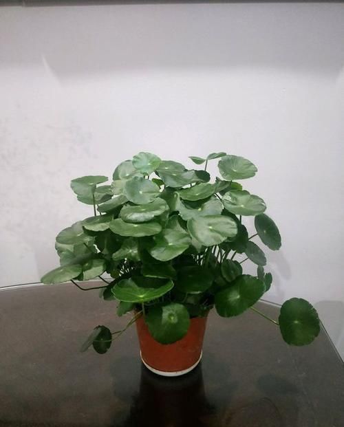  『倒入』把豆浆倒入铜钱草中，奇迹出现了，盆盆疯长爆盆，叶片比拳头还大