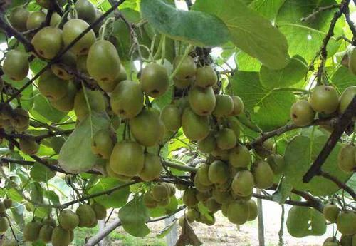  症状@防治猕猴桃根腐病，除用药救治外，加强管理护根是根治的关键