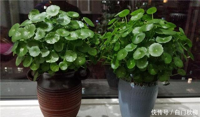  『新叶』养铜钱草富贵竹，注意3细节，新叶蹭蹭蹿，叶片绿流油，长超旺！