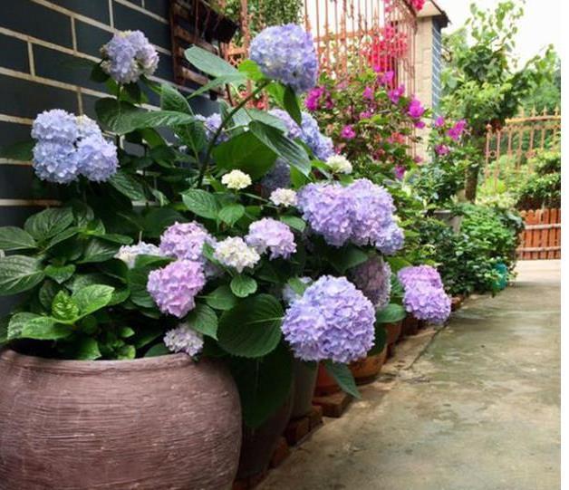 悠哉悠哉，雅致古朴的风格，每个养花人梦想的小院