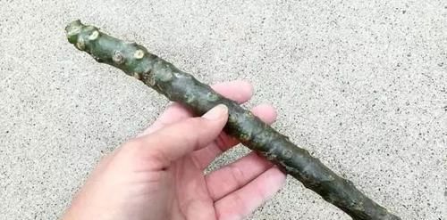  「家里」花朵迷人芬芳的鸡蛋花，还能用枝条培育成家里的盆栽