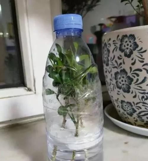  水里■绿化带里剪根枝，丢水里7天就生根，1个大花盆还装不下！