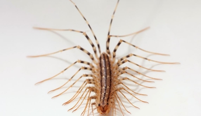 家里出现这种虫子可不能打，老一辈人是这么解释的，不妨了解一下