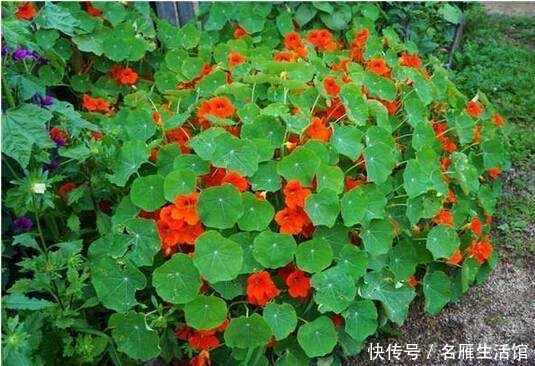 「品种」“3种花”,可悬挂养,长势旺,花期变成大花球