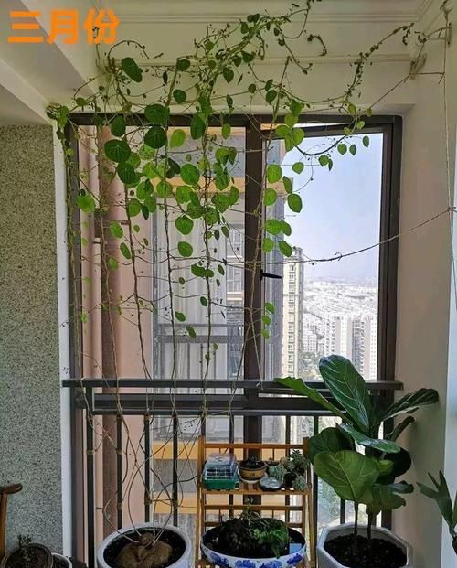  『大肚子』这花长了个大肚子，1个月不浇水，照样长成绿窗帘！