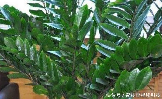 #春天#春天赶快扦插“5种花”,摘片叶子,插土里就活,1盆变10盆!