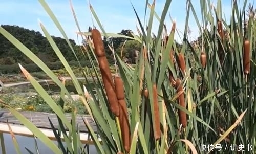  远销|中国农村常见的“香肠草”，远销国外，老外激动：浑身都是