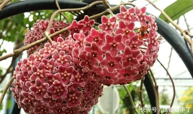 高度@阳台别瞎养花,这样巧搭配,美出新高度,美色不浪费