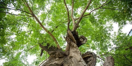  #有门道#门前种树有门道，5种树镇宅，运道好，3种树要躲开，你了解吗