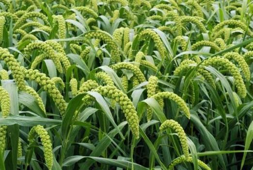  「芝麻」农村渐渐消失的3种农作物，认识两个说明你很有生活！