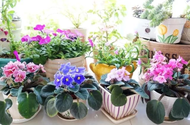  家里■家里光照不好，就养这4种花，耐阴还能勤开花！