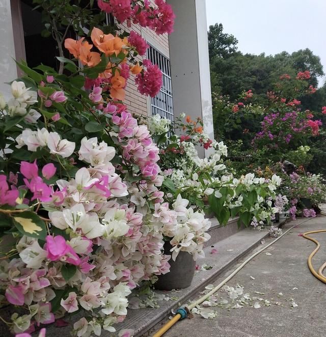  「三角梅是一」把三角梅养成“盆景”老桩，1盆500元，开花“颜值”更高
