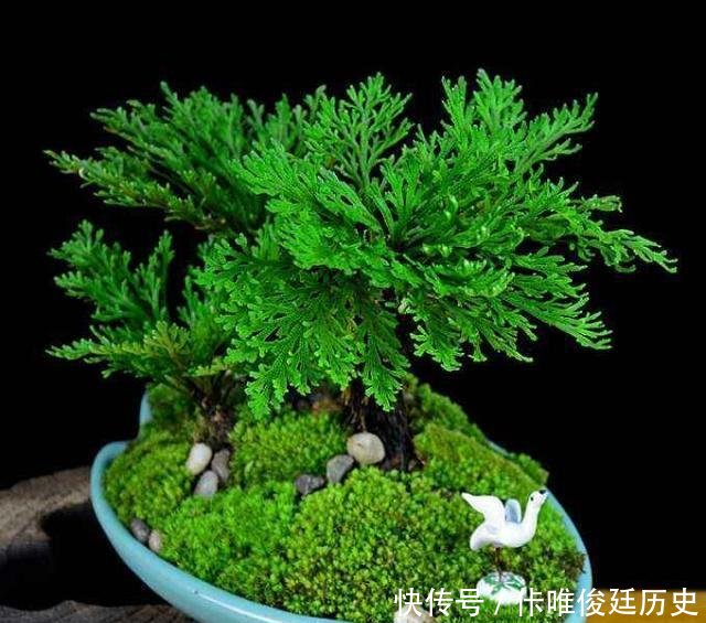  【花盆】农村1种野草像“云竹”，一分钱不花，捡回家做“盆景”高颜值