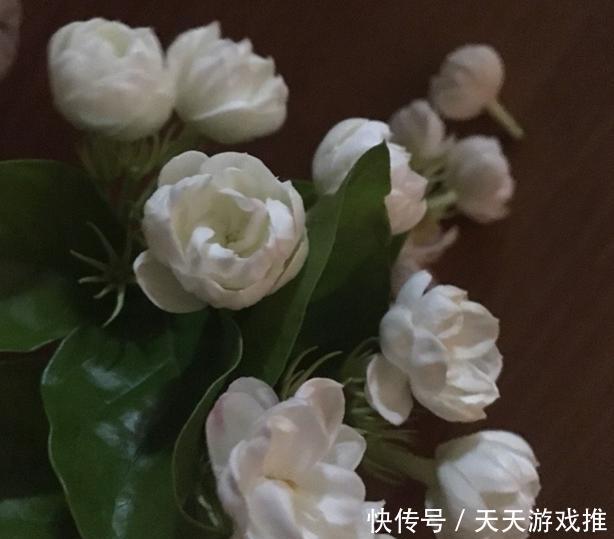  水里@扦插茉莉花，就用“懒人法”，水里泡一泡，生根繁殖超级快