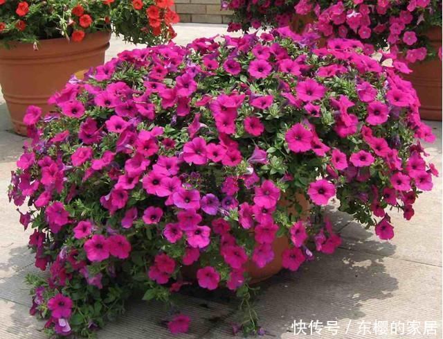 名字|路边6种“热花”,温度高就开花,路边扎堆长,能养成花海
