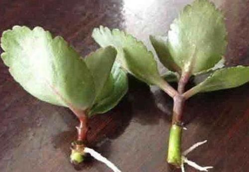  #长寿花#窗台可以放“1种花”，养2年，剪下“6根”枝条沾水，繁殖6盆！