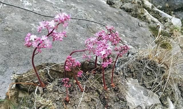  「有幸」这种野生物，真的好稀罕，在民间价值不是一般高，有幸遇到请保护