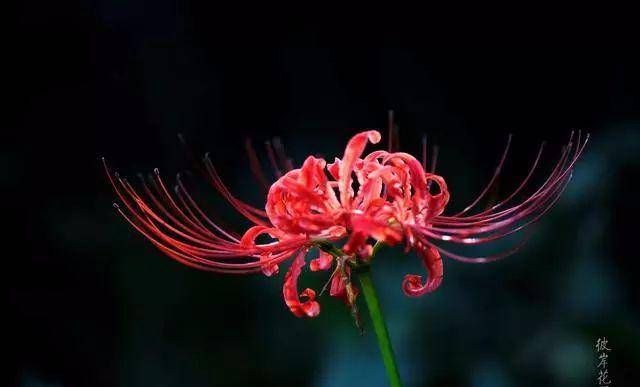  「冥界」传说中的，冥界四花，你知道是那四花吗？