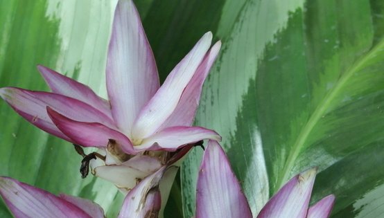  『想养』几种非常耐阴的植物,漂亮又好养,想养不活都难!