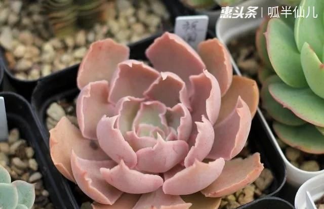 #上名#傻傻分不清的多肉,就看它这儿,一眼就能叫上名!