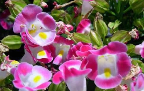  『花叶』新型盆栽“紫星花”，植株小巧玲珑，花叶俱美，香气四溢，值得养