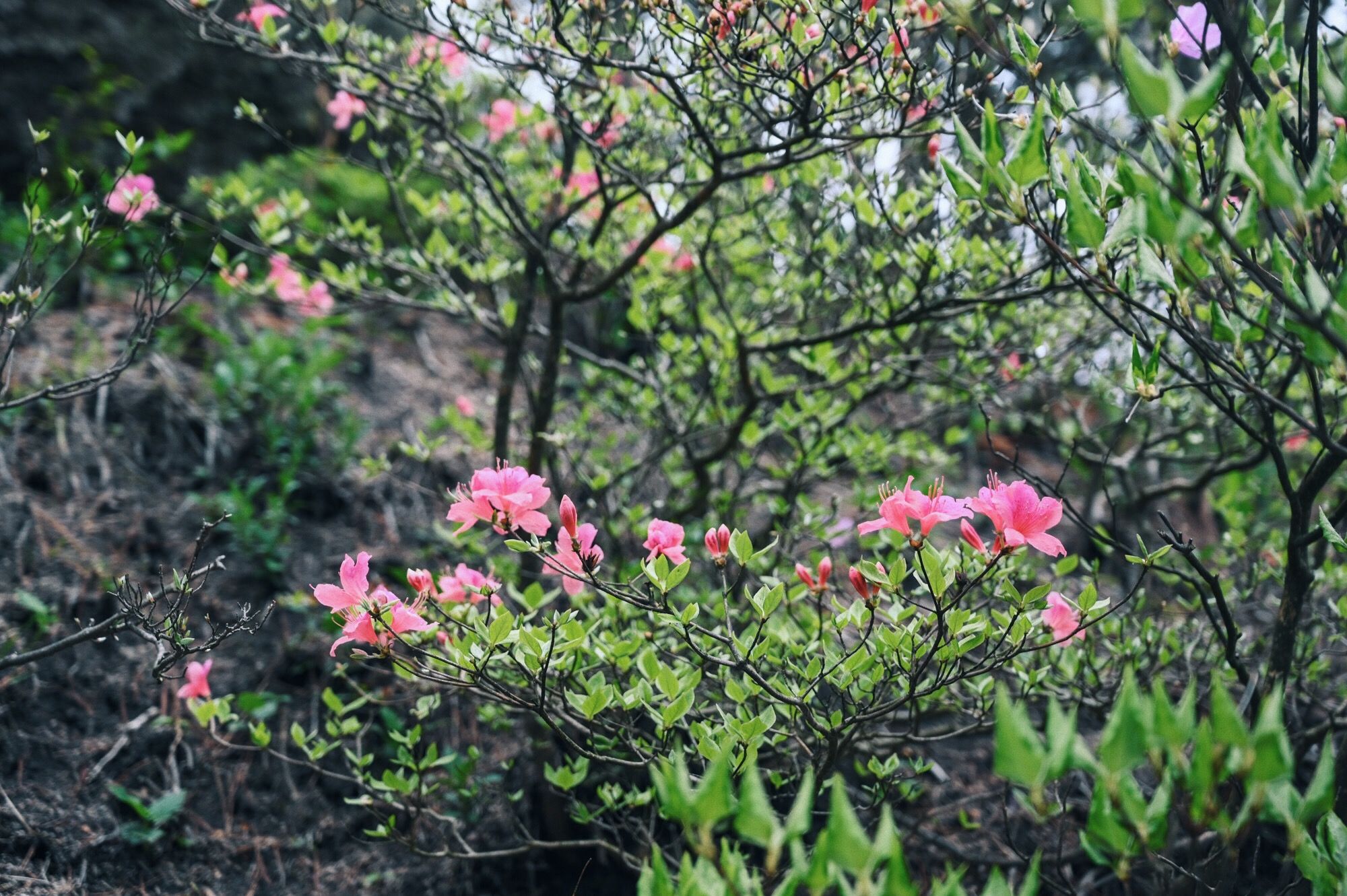 走进北纬30°的天柱山，一处风光秀丽又神秘的地方