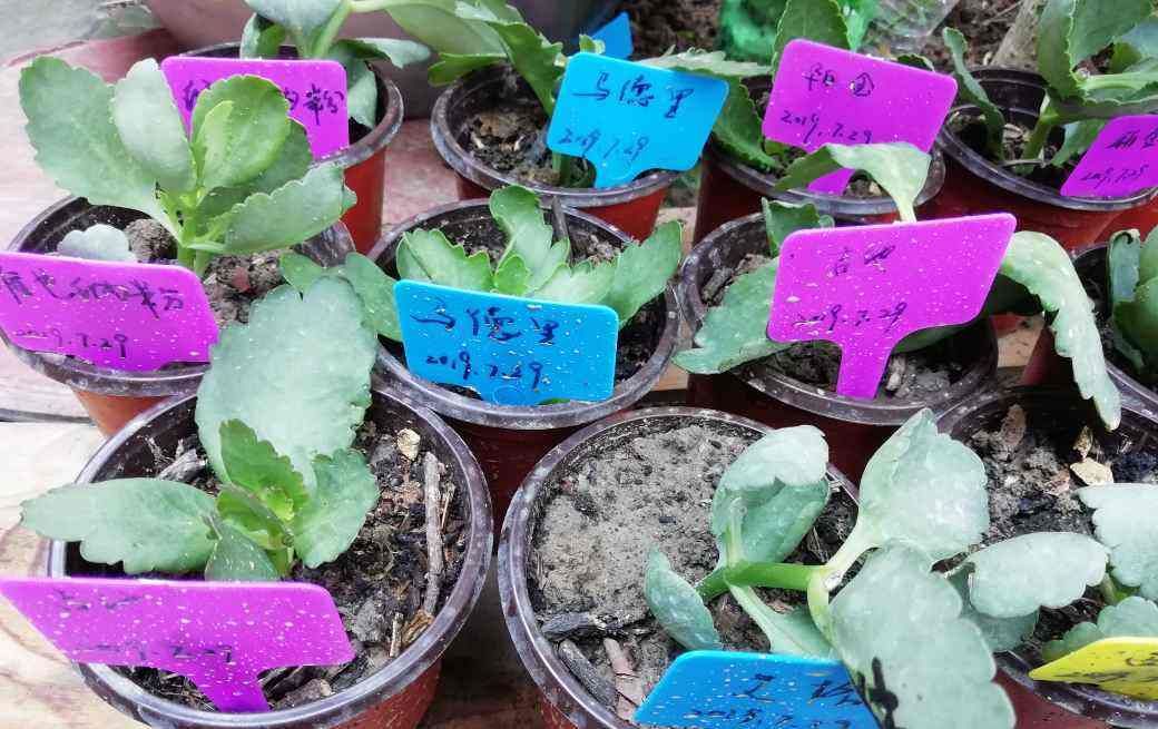 『一分钱』不花一分钱,掐个叶片就能活