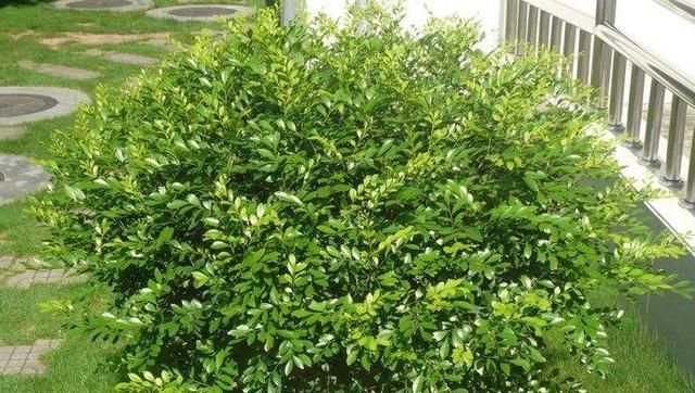  米兰：不开花都以为是米兰，开花香味扑鼻！九里香怎么养？